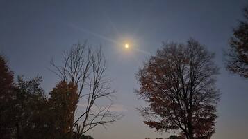 Nachtszene mit klarem Himmel, hellem Mond und Bäumen.