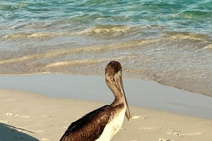 Um pelicano em uma praia arenosa, com águas claras ao fundo.