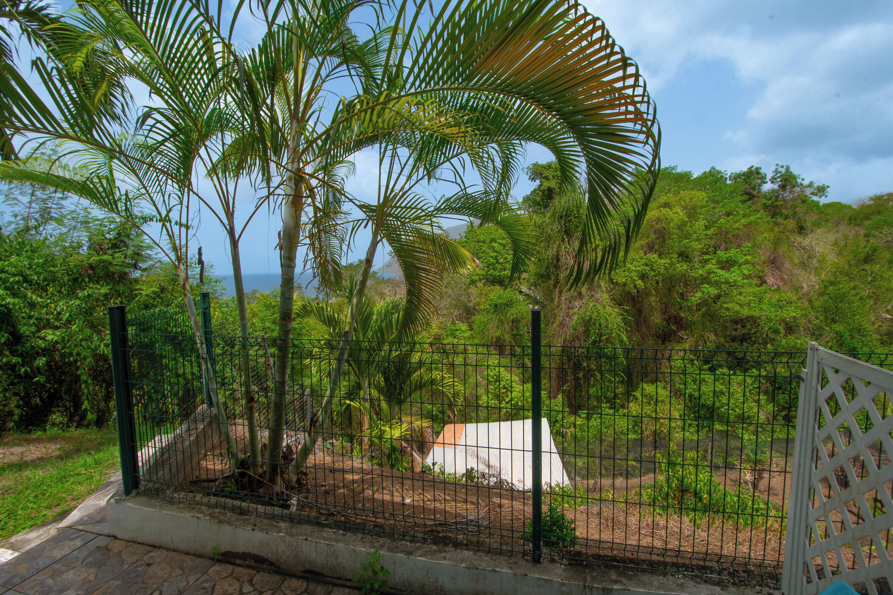 Ein von einer Hecke umgebener Außenbereich mit Palmen und Blick auf das Meer.