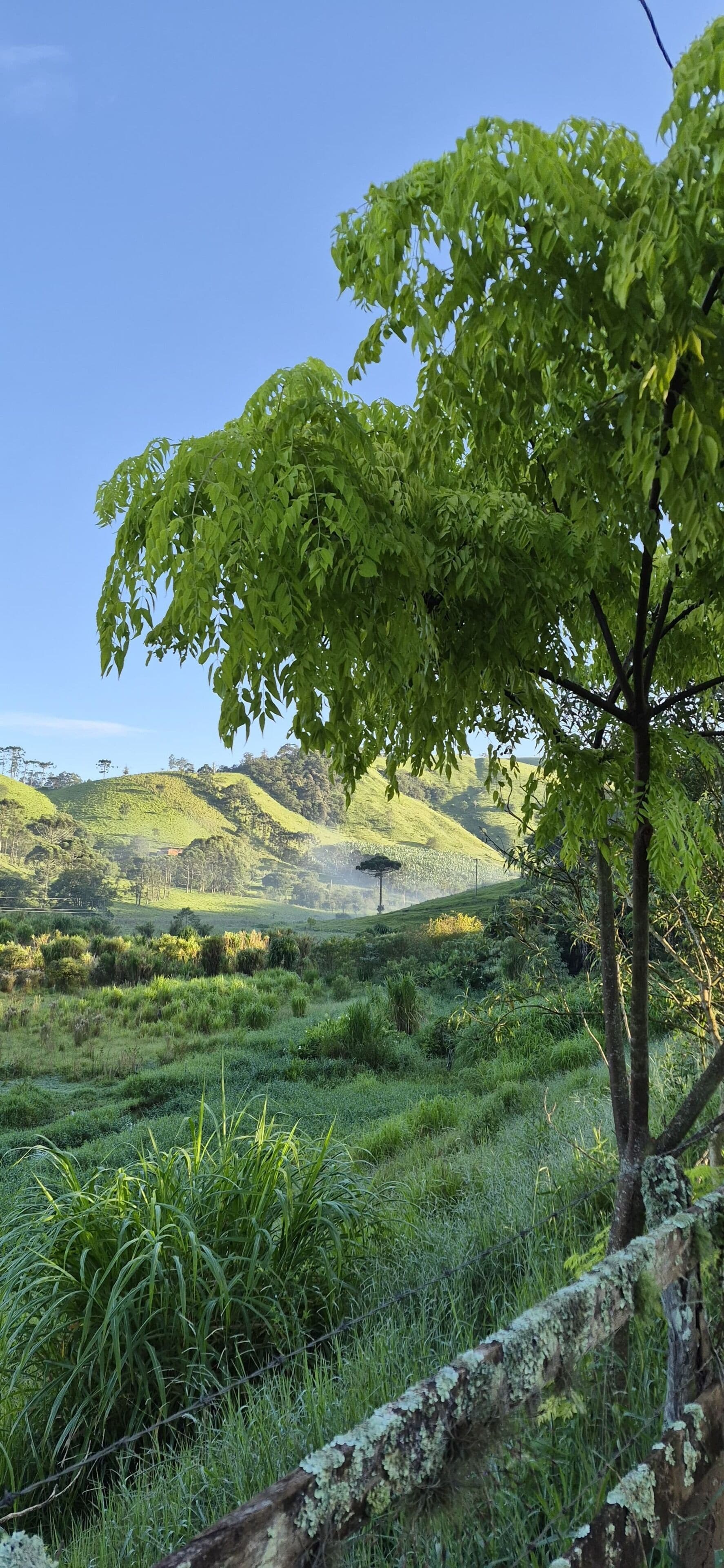 Eine von Bäumen gesäumte Landschaft mit einer Erhebung im Hintergrund.