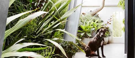 A dog sitting on a wooden deck surrounded by potted plants.