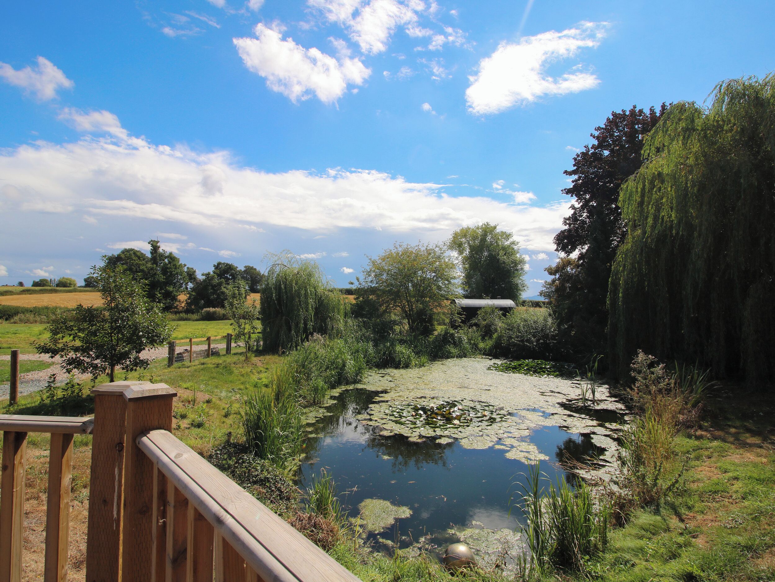 A pond with lily pads surrounded by greenery and a wooden fence.