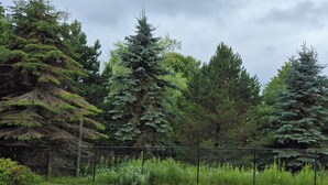 A grassy area with a wooden deck, surrounded by dense evergreen trees and a chain-link fence.