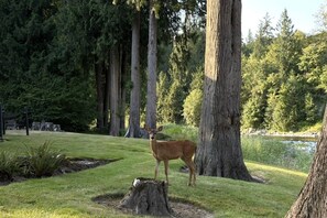 A deer standing on a grassy area with a large tree trunk nearby.