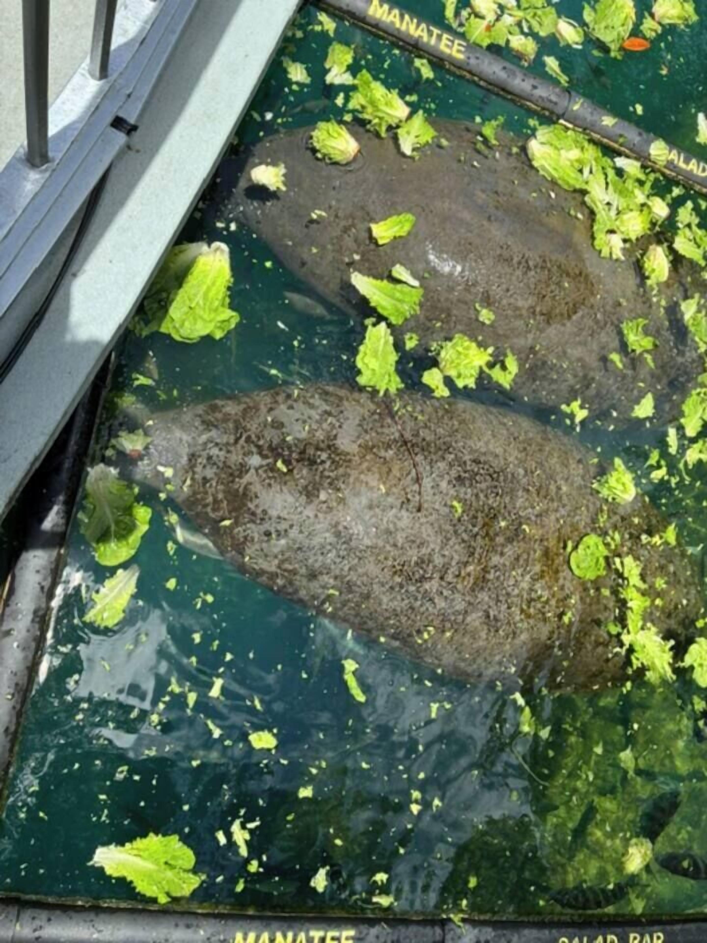 Ein Manati ruht auf einem im Wasser liegenden Felsen, umgeben von grüner Vegetation.