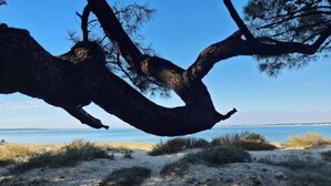 Una spiaggia con un grosso ramo d'albero che sporge sulla sabbia.