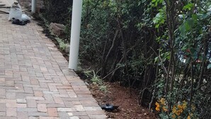 A paved pathway with a brick pattern, surrounded by dense foliage and a stone wall. - Double Self-Contained Rooms 2 (Johannesburg)