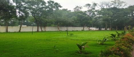 A grassy outdoor area with trees and a low wall.