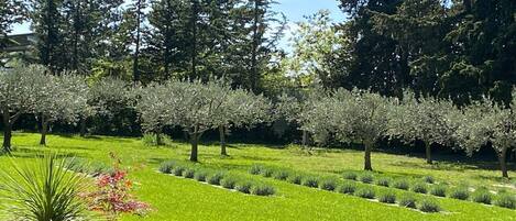 Un jardin aménagé avec des rangées d’arbres et une pelouse parfaitement entretenue.