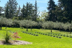 A landscaped garden with rows of trees and manicured grass. - Estate with Shared Pool & Boules Court (Valréas)