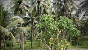 A lush tropical landscape with palm trees and a grassy area.