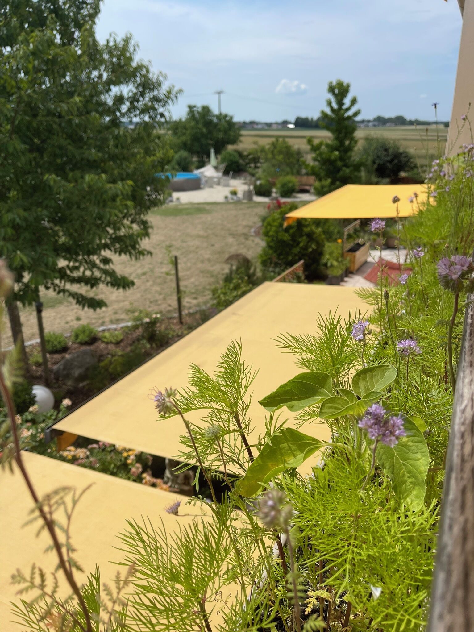 A garden area with a yellow canopy, green foliage, and purple flowers.