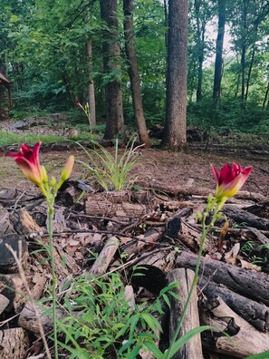 A forest floor with logs and green plants. - Relax at Fairyland – Hot Tub, Pond, Gazebo & Woodland Escape (Birdsboro)