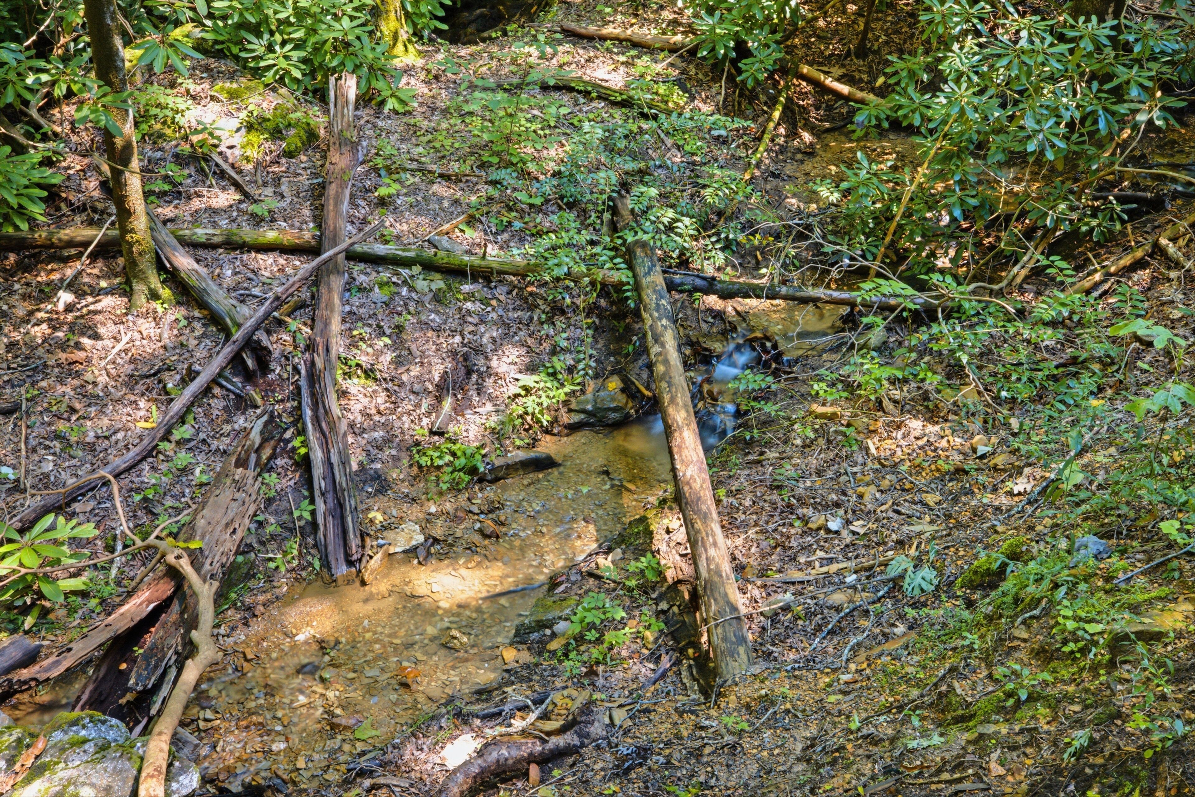 A natural outdoor scene with a small stream, surrounded by trees and foliage.