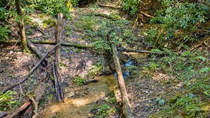 Escena natural al aire libre con un pequeño arroyo, rodeado de árboles y vegetación.