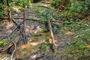 Escena natural al aire libre con un pequeño arroyo, rodeado de árboles y vegetación.