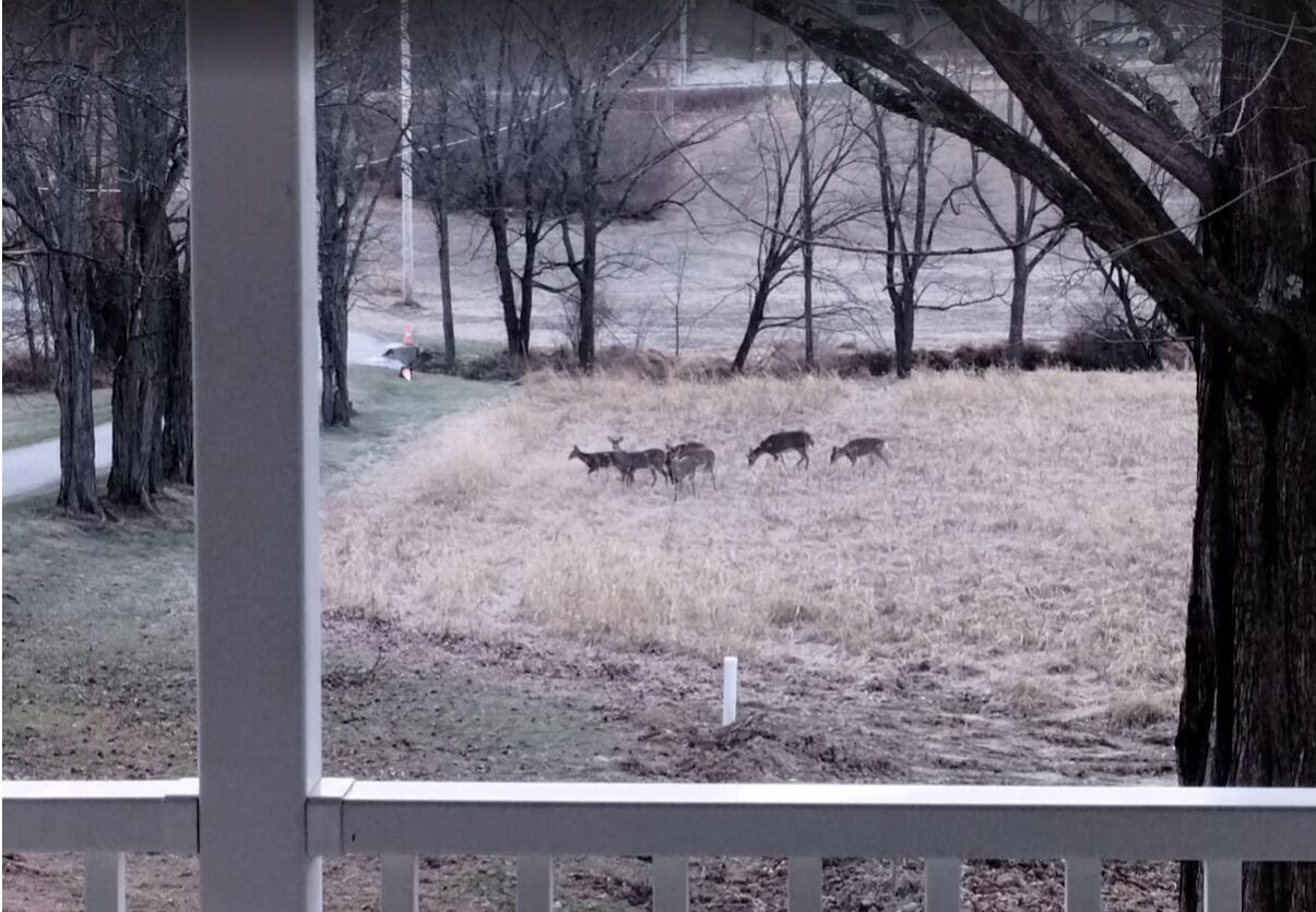 Enjoy your morning coffee while watching deer from the porch