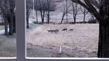 Enjoy your morning coffee while watching deer from the porch