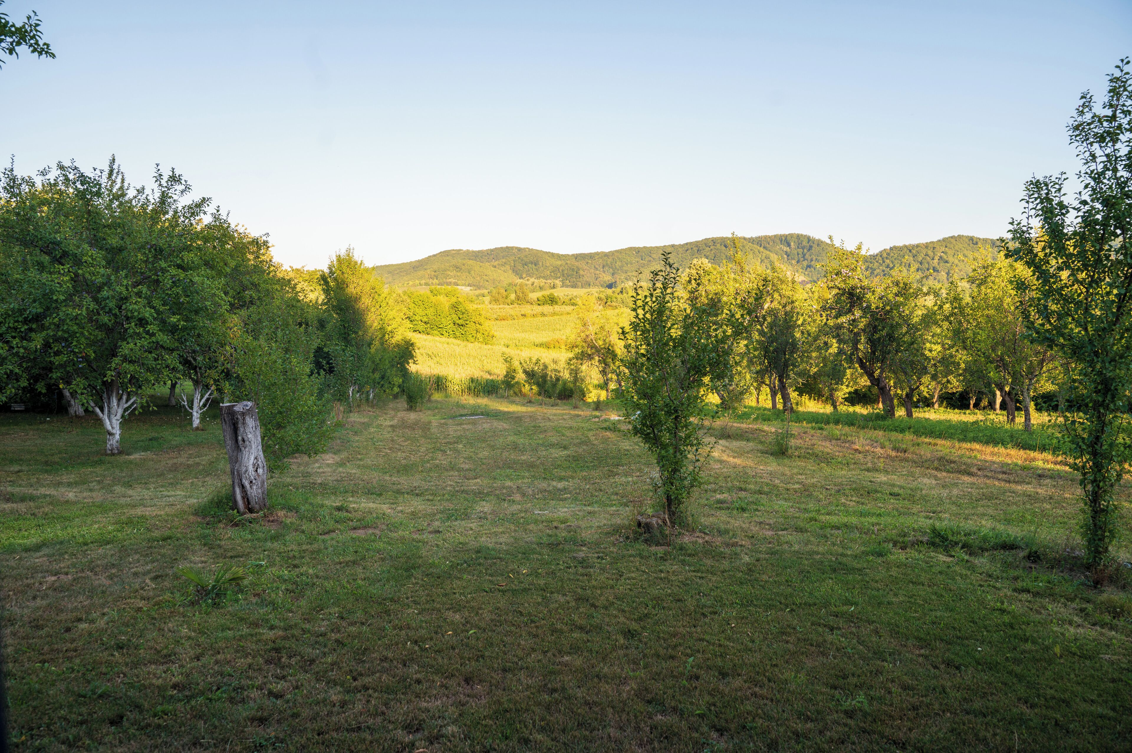 A grassy field with trees and a hill in the background.