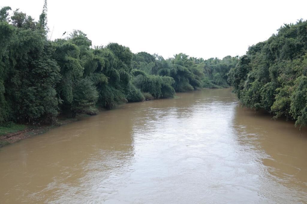 A river surrounded by dense greenery.