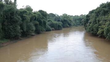 A river surrounded by dense greenery.