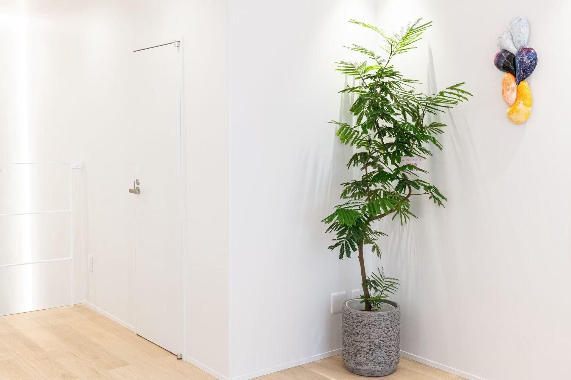 A room with a potted plant, a door, and a wall-mounted decoration.
