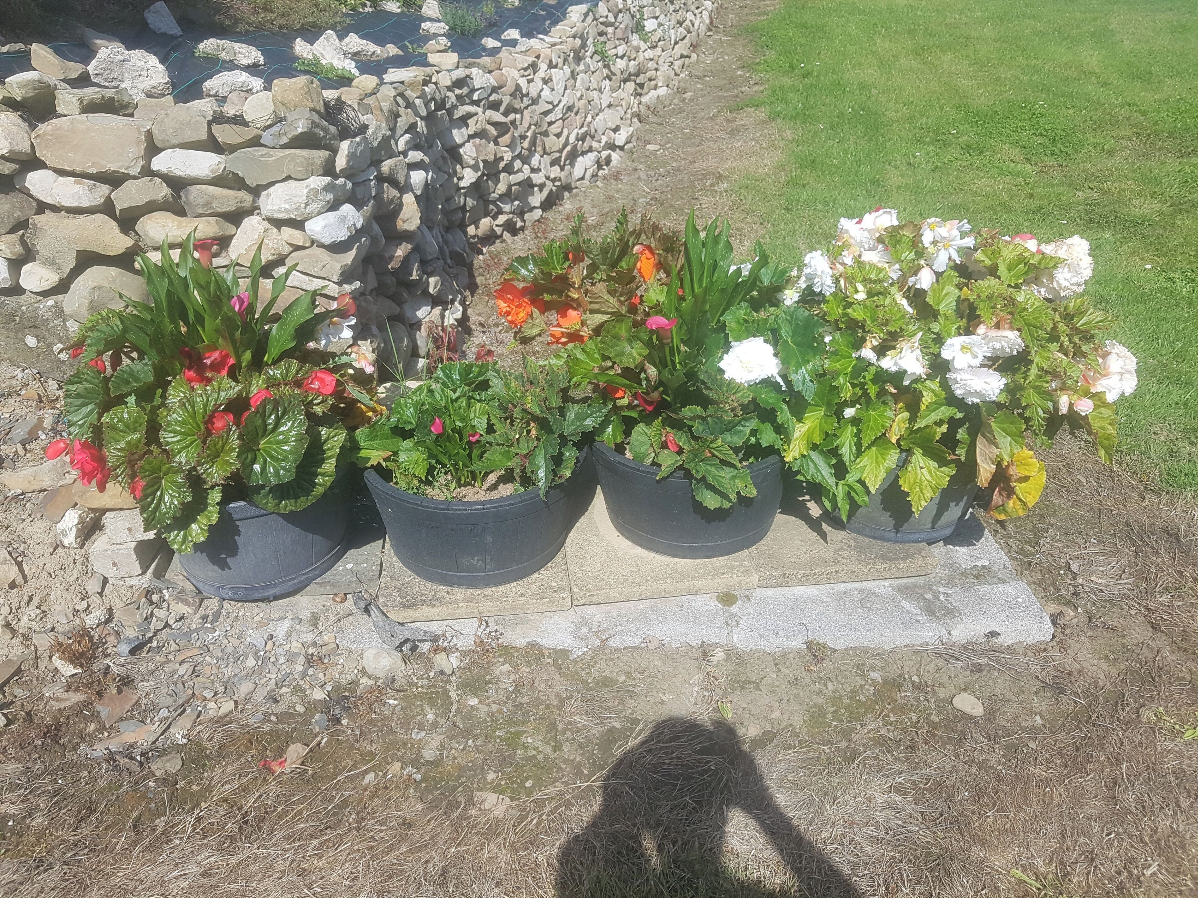 Potted plants with flowers in a garden setting.