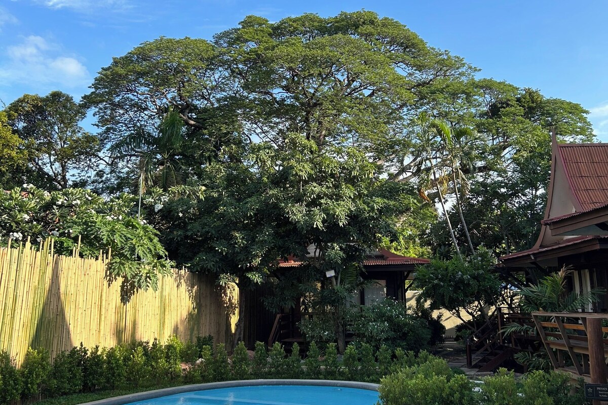 Una piscina con muelle de madera, rodeada de abundante vegetación y una valla de bambú.