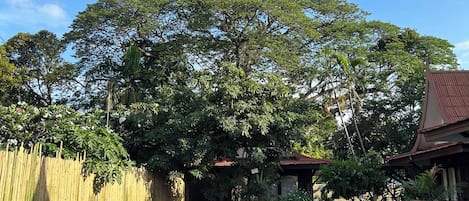 A swimming pool with a wooden deck, surrounded by lush greenery and a bamboo fence.