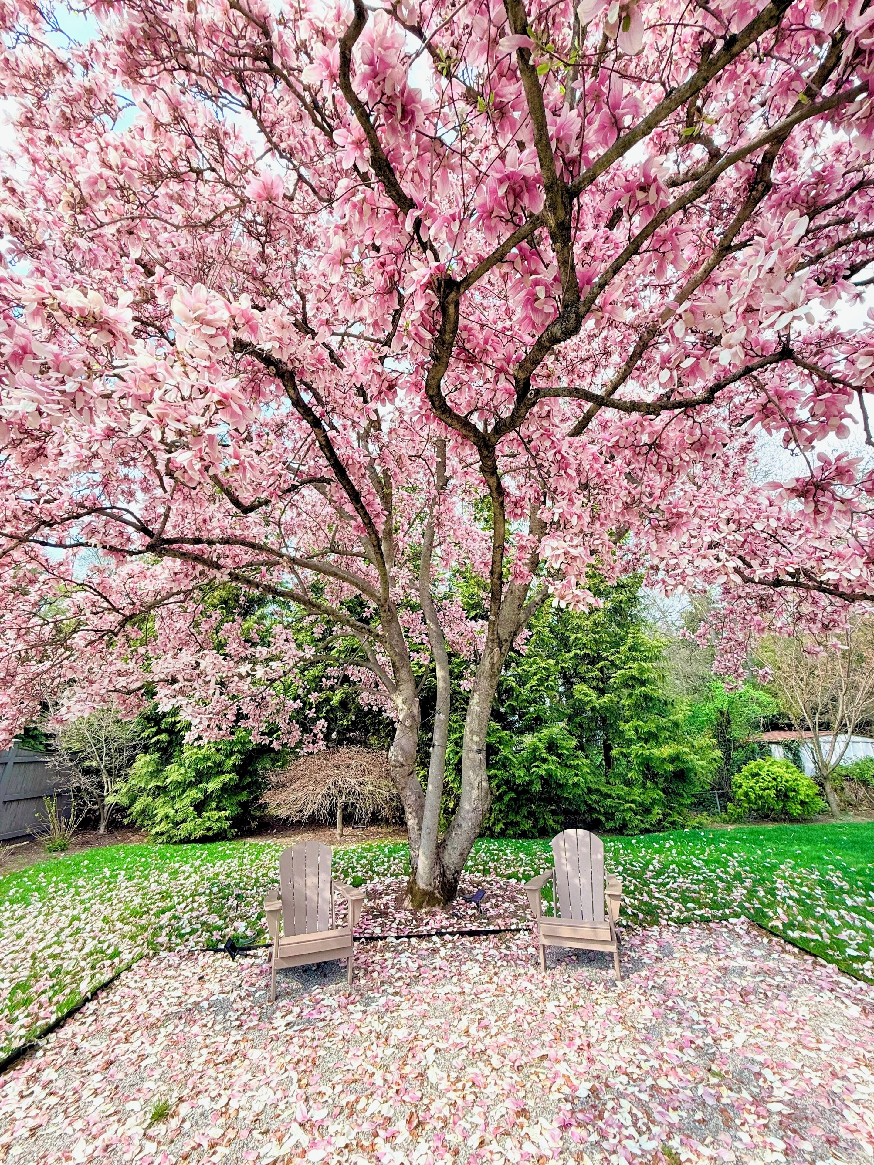 Un arbre aux fleurs roses, un banc et une pelouse.