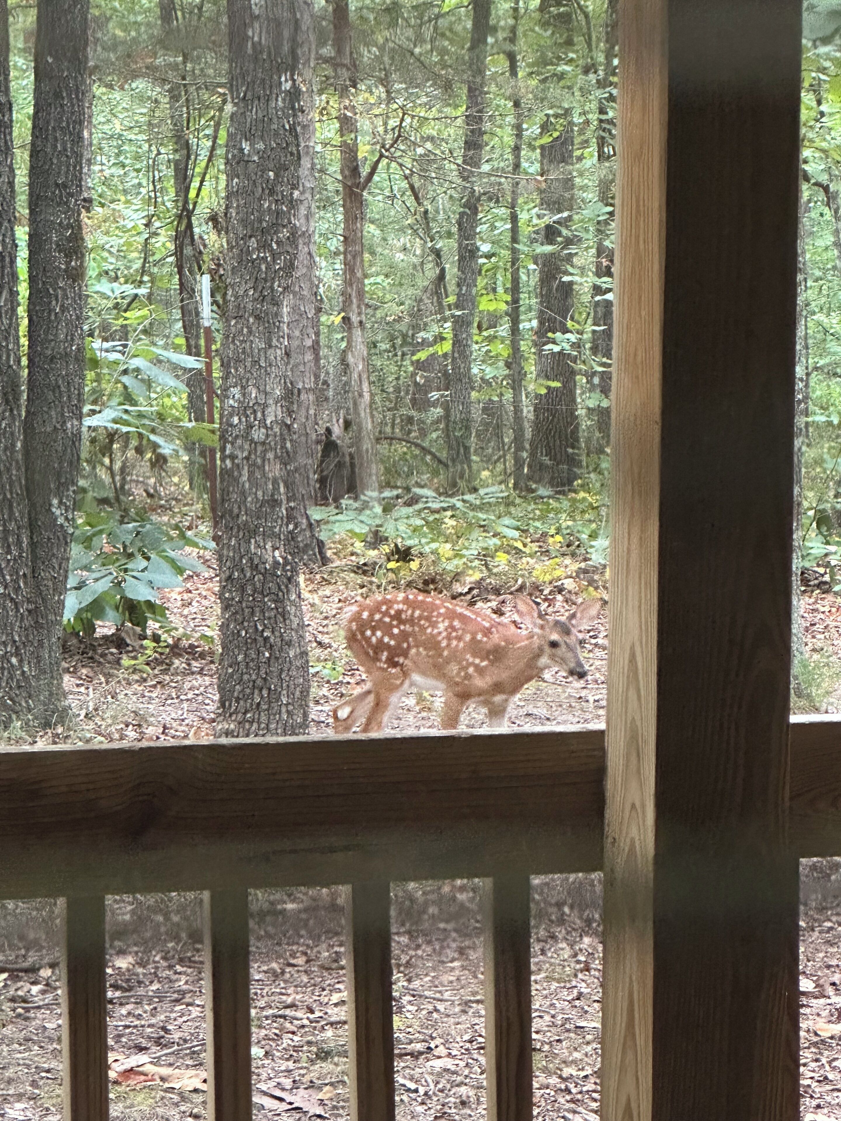 A deer in a forested area with a wooden fence in the foreground.
