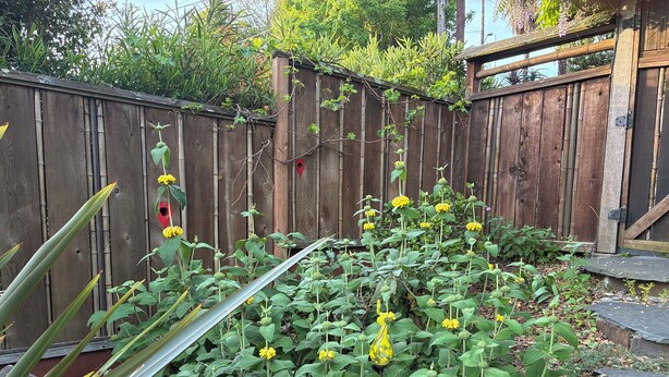 A garden with a wooden fence, various plants, and a birdhouse. - Urban Refuge in a welcoming East Bay  Neighborhood (Oakland)