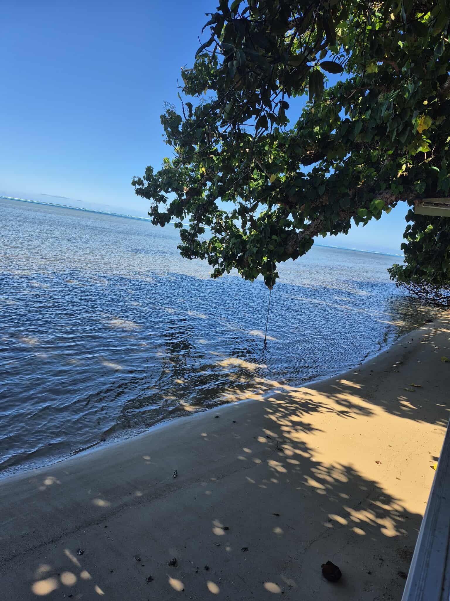 A beach with clear water, a sandy shore, and a tree providing shade.