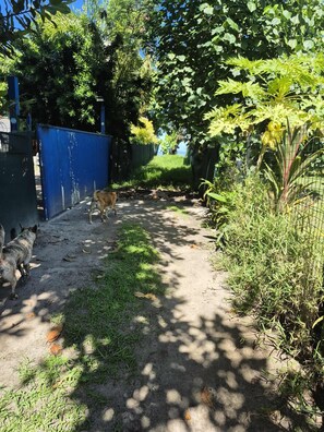 A pathway with a dog, surrounded by greenery and a blue fence. - FARE AIMEHO Fully equipped bungalow. An Authentic Stay in the ❤️ of Polynesia (Moorea-Maiao)