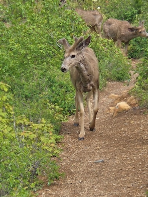 Un cerf marchant sur un sentier de terre, entouré de verdure.