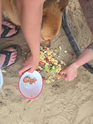 A person feeding a dog with a plate of food on the ground.