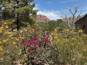 Un jardín con cactus y plantas en flor, un edificio y una montaña al fondo.