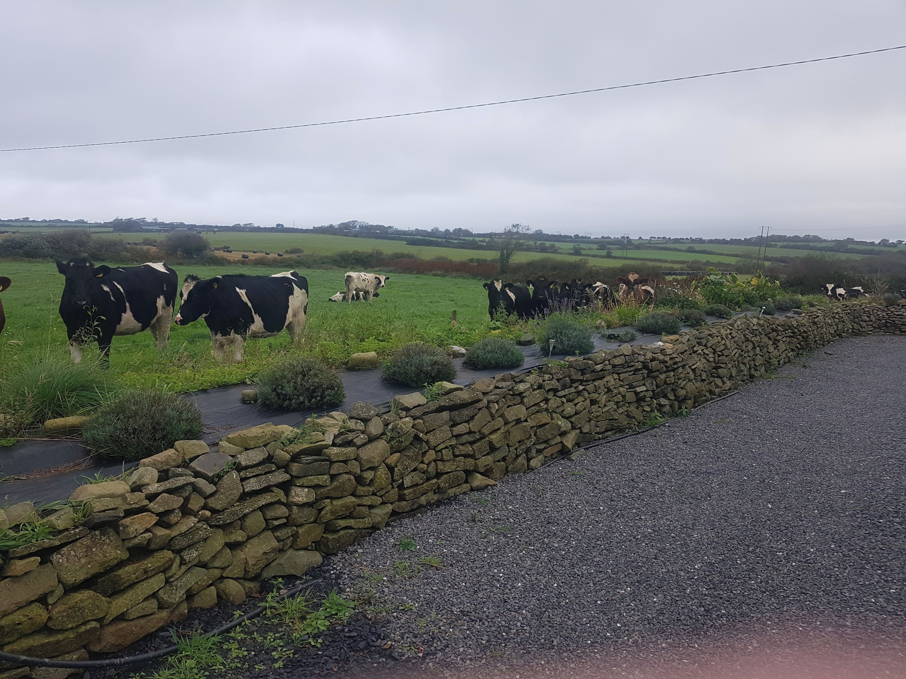 A rural landscape with a stone wall and a gravel path.