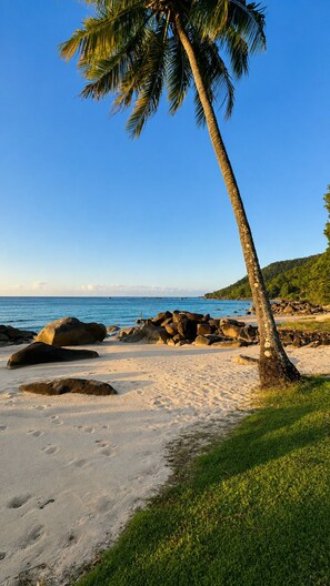 Ein Strand mit einer Palme, blauem Himmel und ruhiger See.