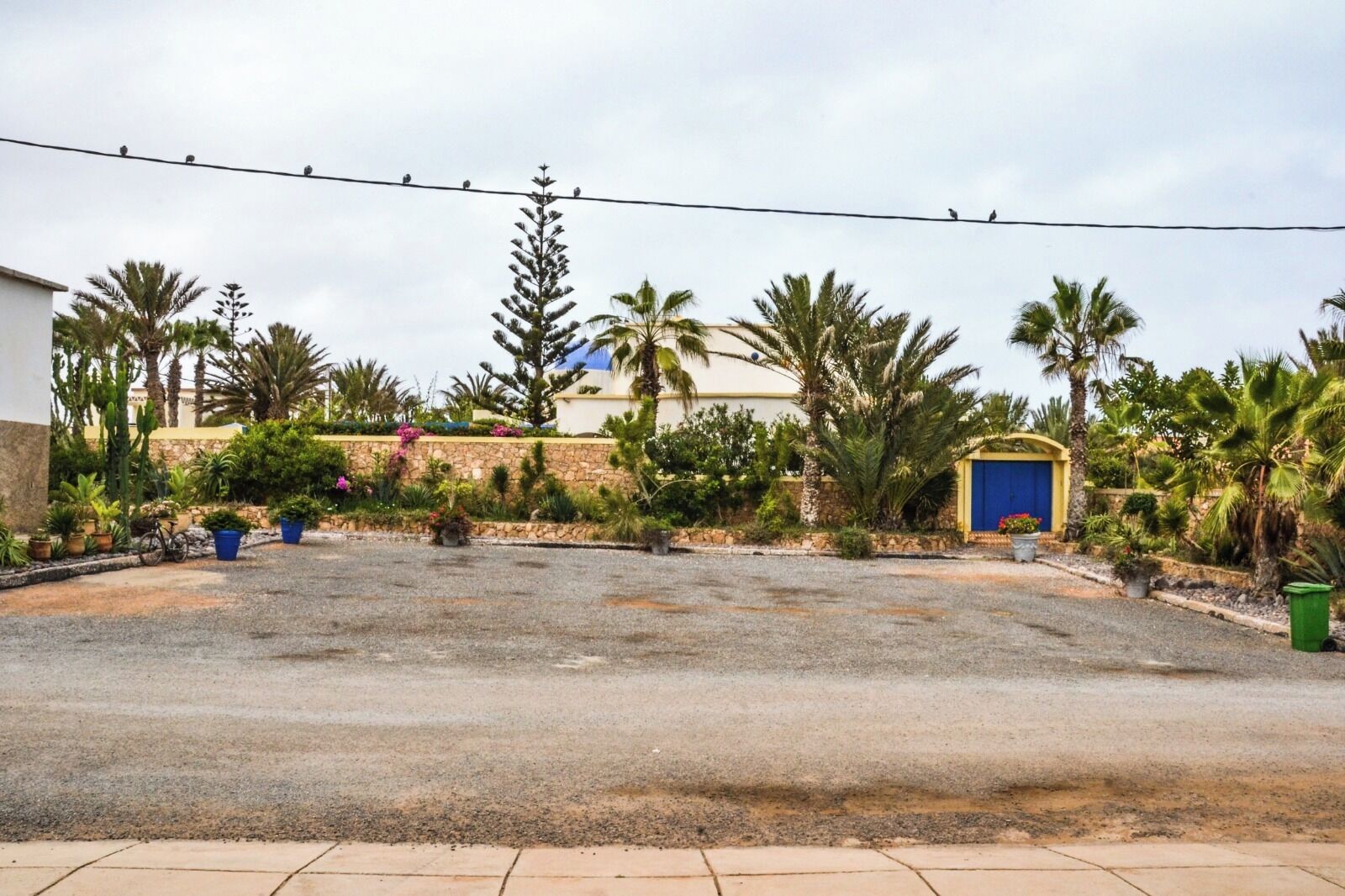 A paved driveway leading to a house with a blue door, surrounded by palm trees and potted plants.