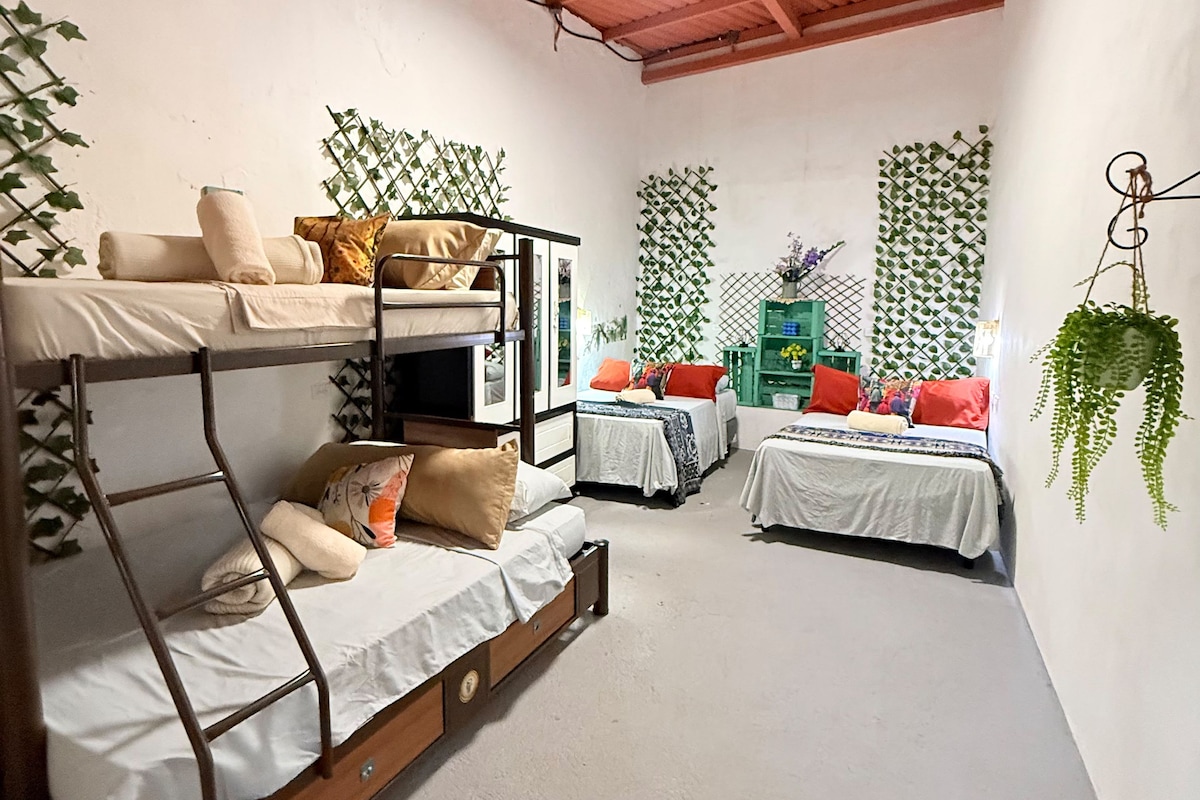 A dormitory room with bunk beds, a ceiling fan, and green plants.