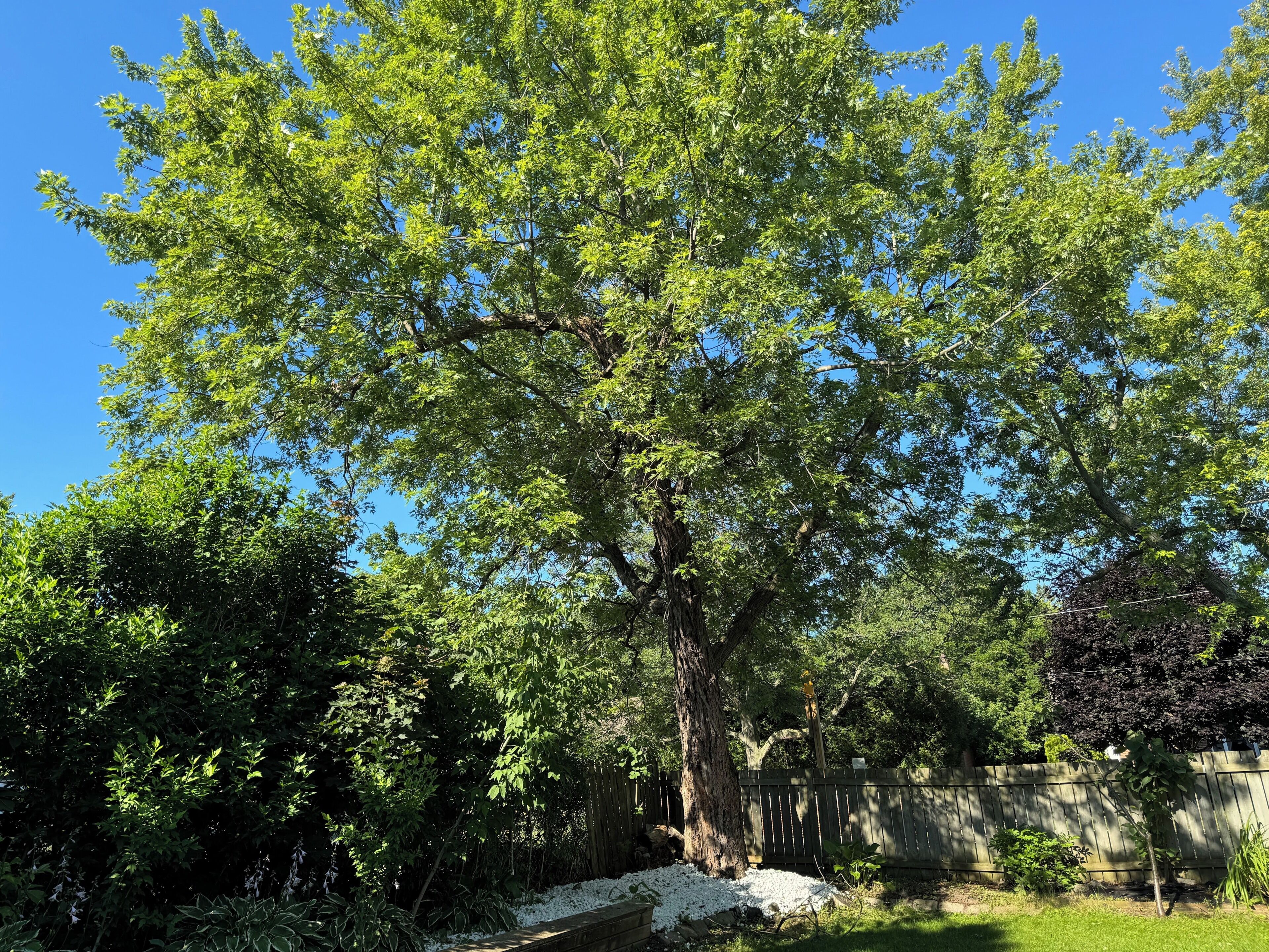 A tree in a backyard with a wooden fence in the background.