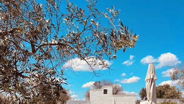 A pool area with a white building, lounge chairs, and yellow flowers in the foreground. - Le Lamie di Ostuni - a traditional country house with a pool (Puglia)
