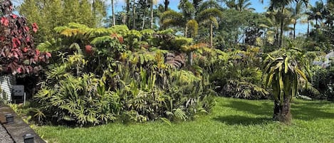 Un exuberante jardín con palmeras y diversas plantas tropicales.