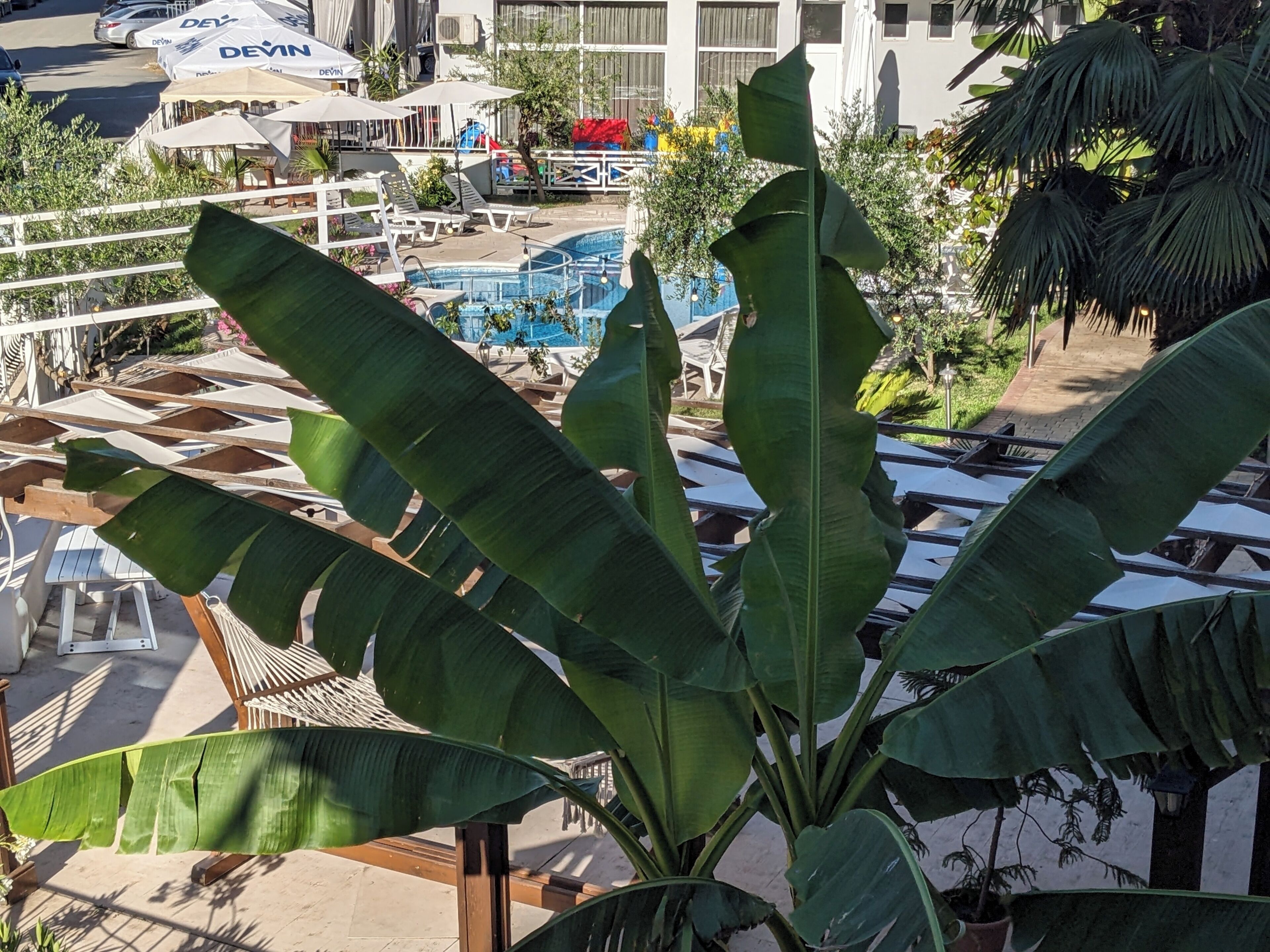 A pool area with lounge chairs and umbrellas, surrounded by large banana leaves.