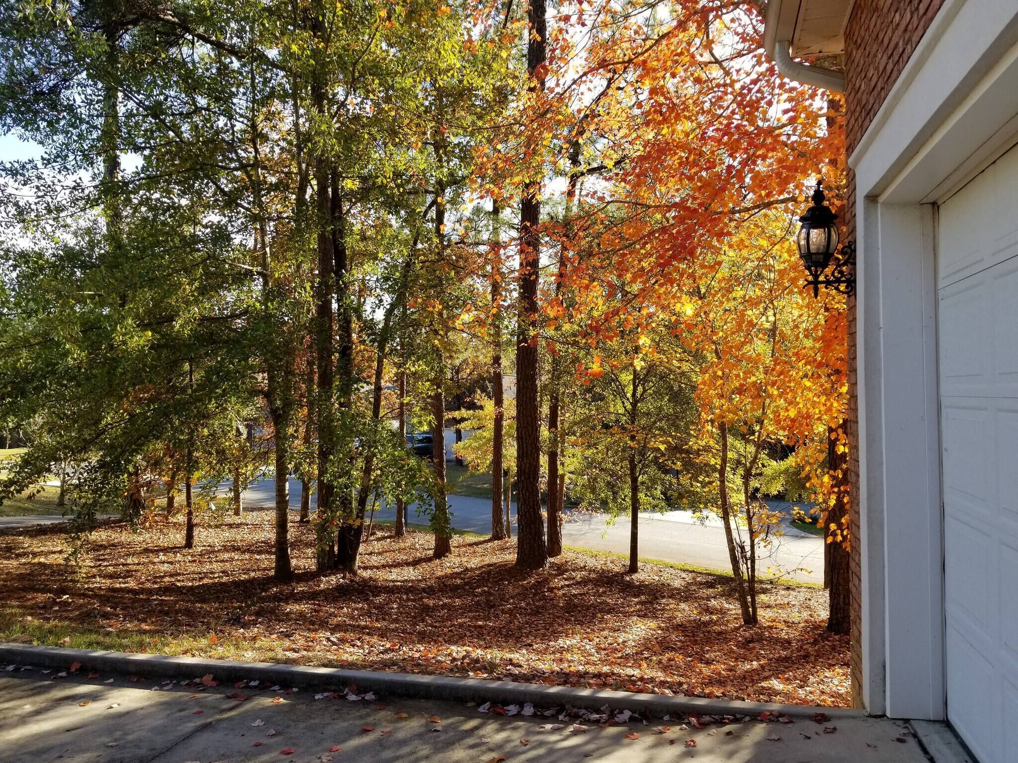 A residential driveway with trees displaying autumn foliage, a garage door, and a street lamp.