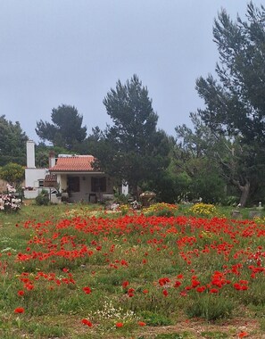 A field of red poppies with a building in the background.