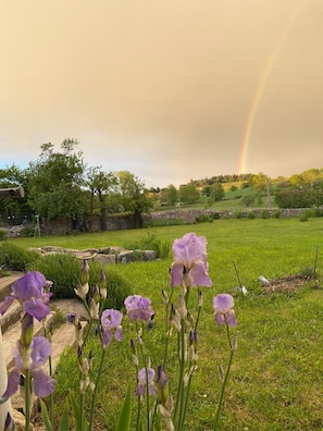 A garden with purple flowers and a rainbow in the background.