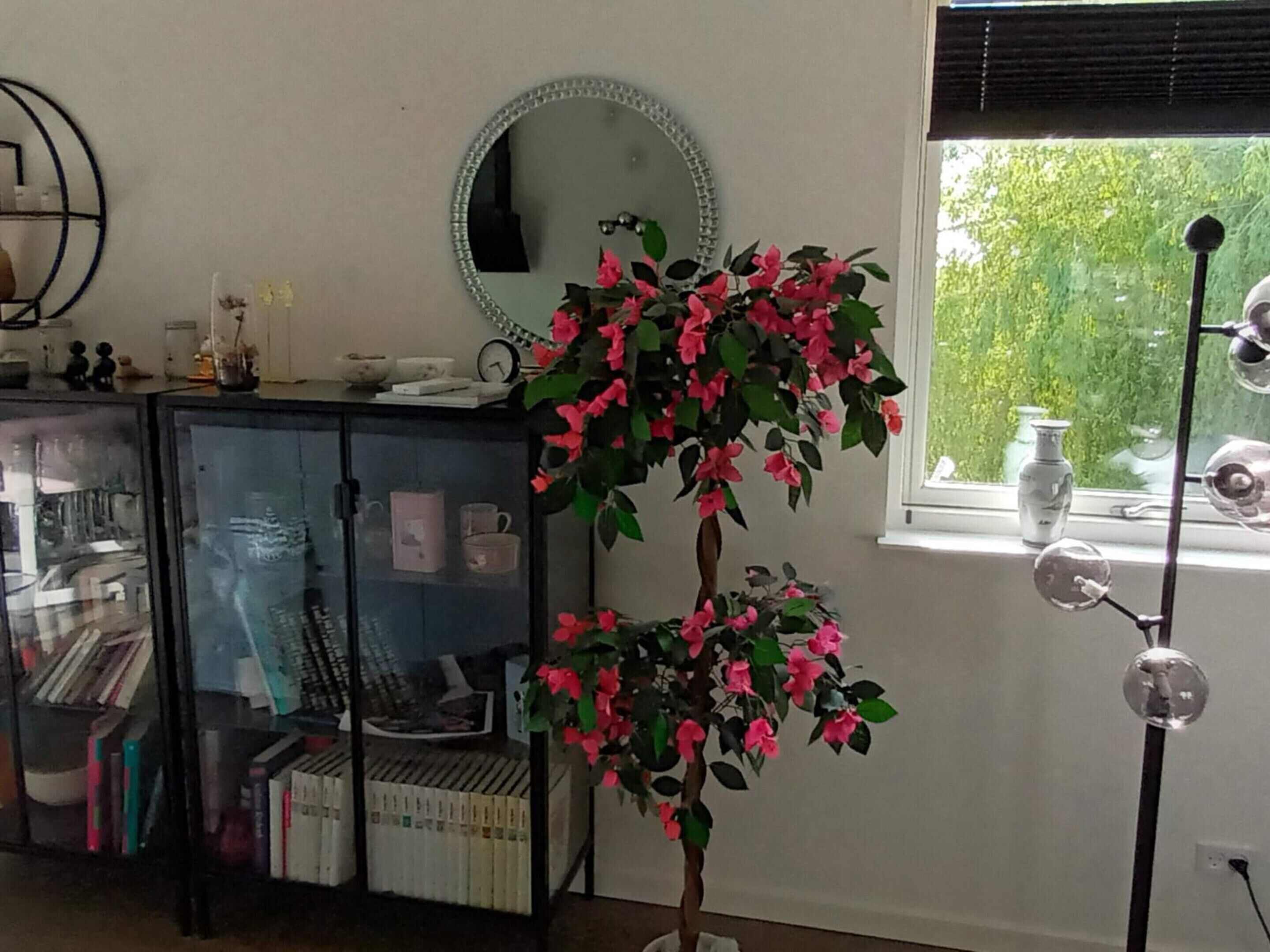 Ein Zimmer mit Bücherregal, Spiegel, Blumentopf und Fenster mit Blick auf Grünflächen.