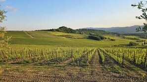 Ein Weinberg mit Reihen von Weinreben und einem Feldweg.